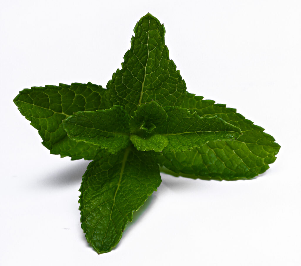 Daun Mint adalah salah satu minuman herbal